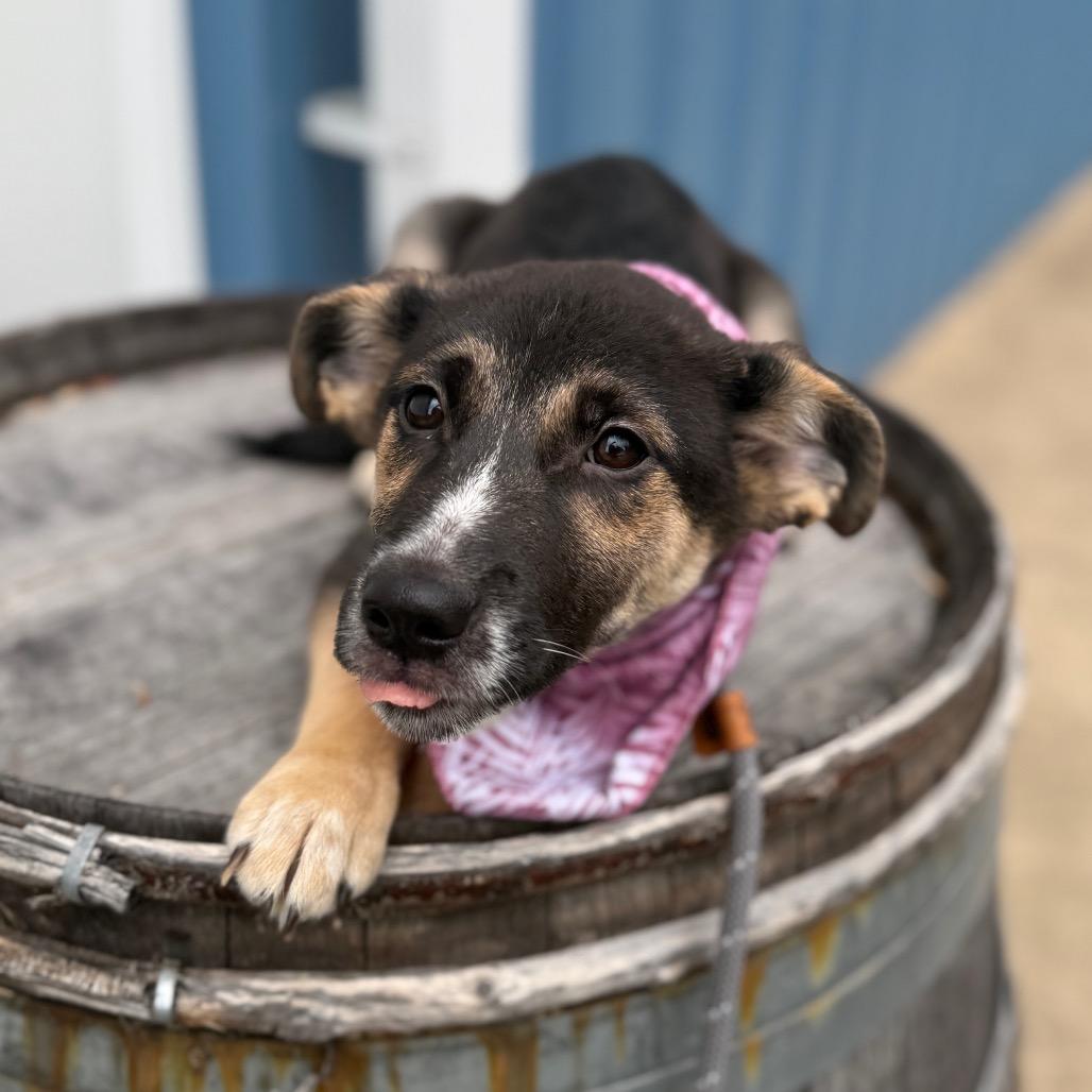 Clementine, a Adoptable mixed breed in Newberg, OR image 3/6