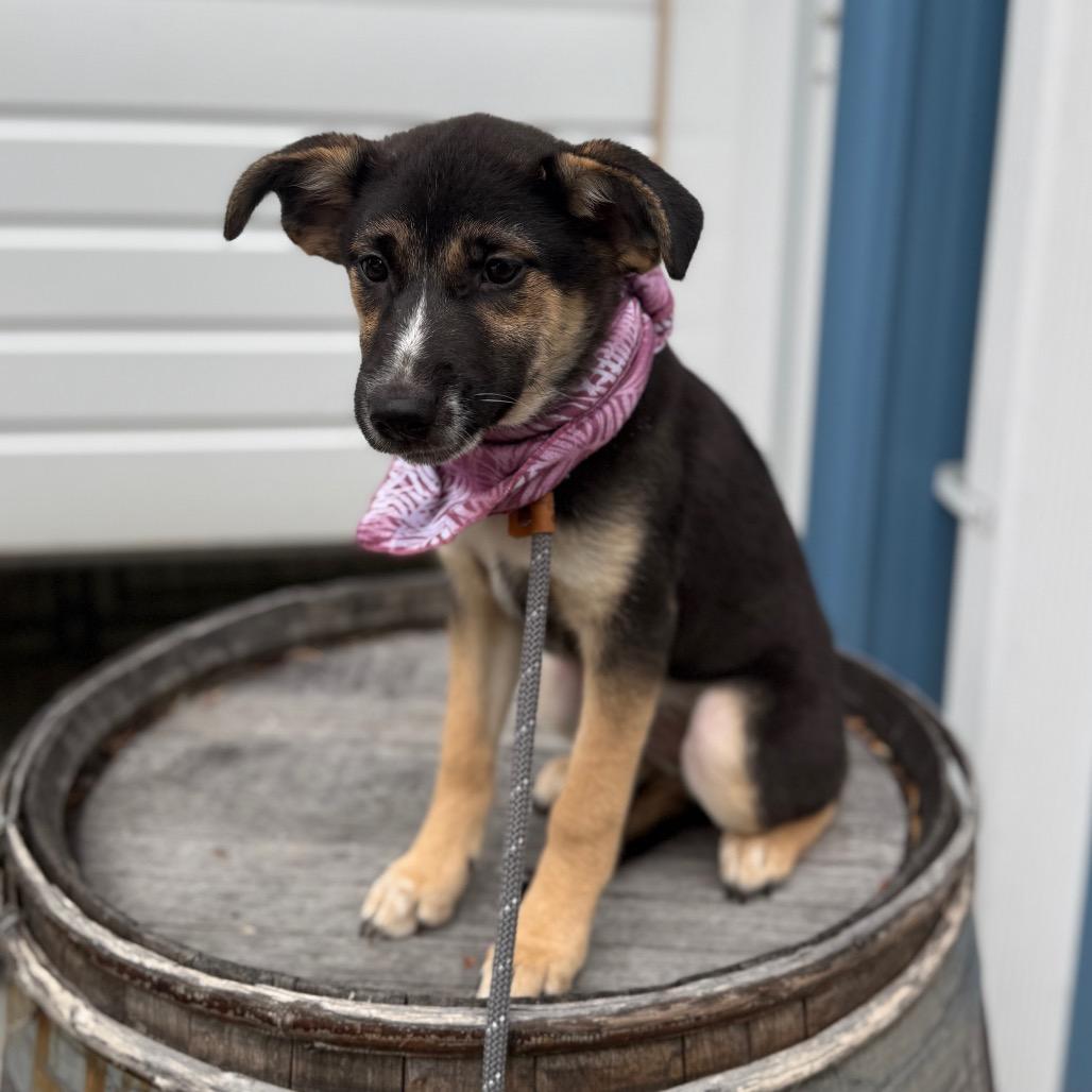 Clementine, a Adoptable mixed breed in Newberg, OR image 4/6