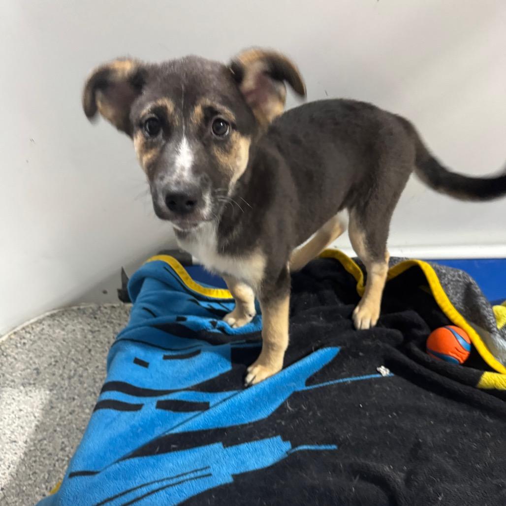 Clementine, a Adoptable mixed breed in Newberg, OR image 5/6