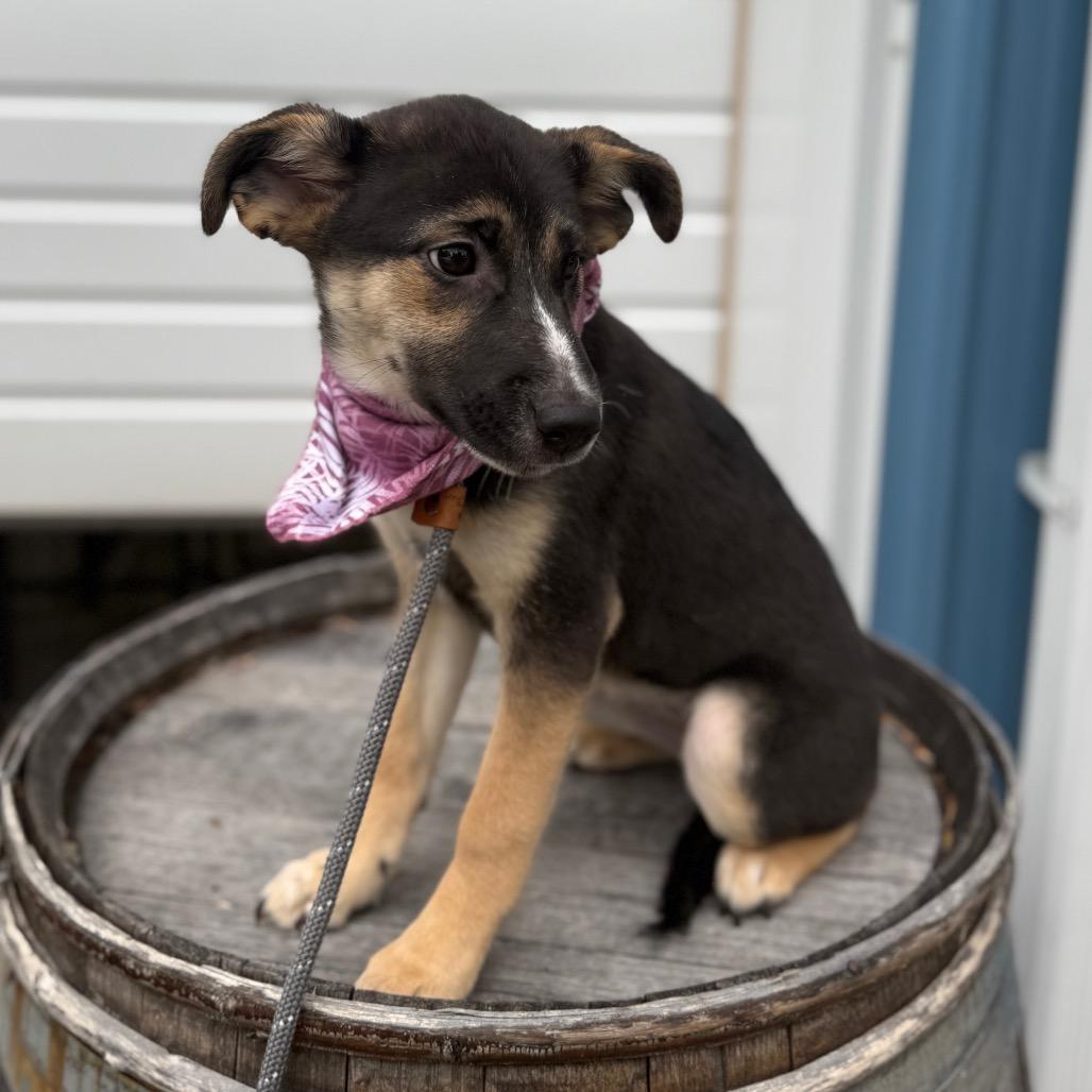 Clementine, a Adoptable mixed breed in Newberg, OR image 6/6