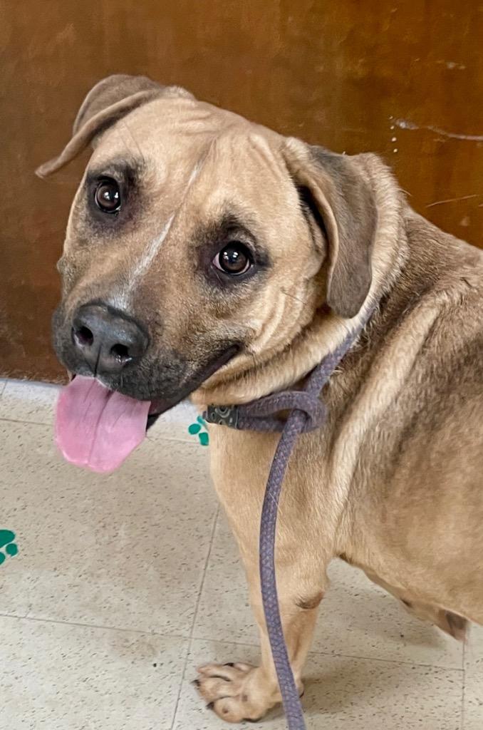 Kuma, Adoptable, Adult Female Black Mouth Cur & Mixed Breed.