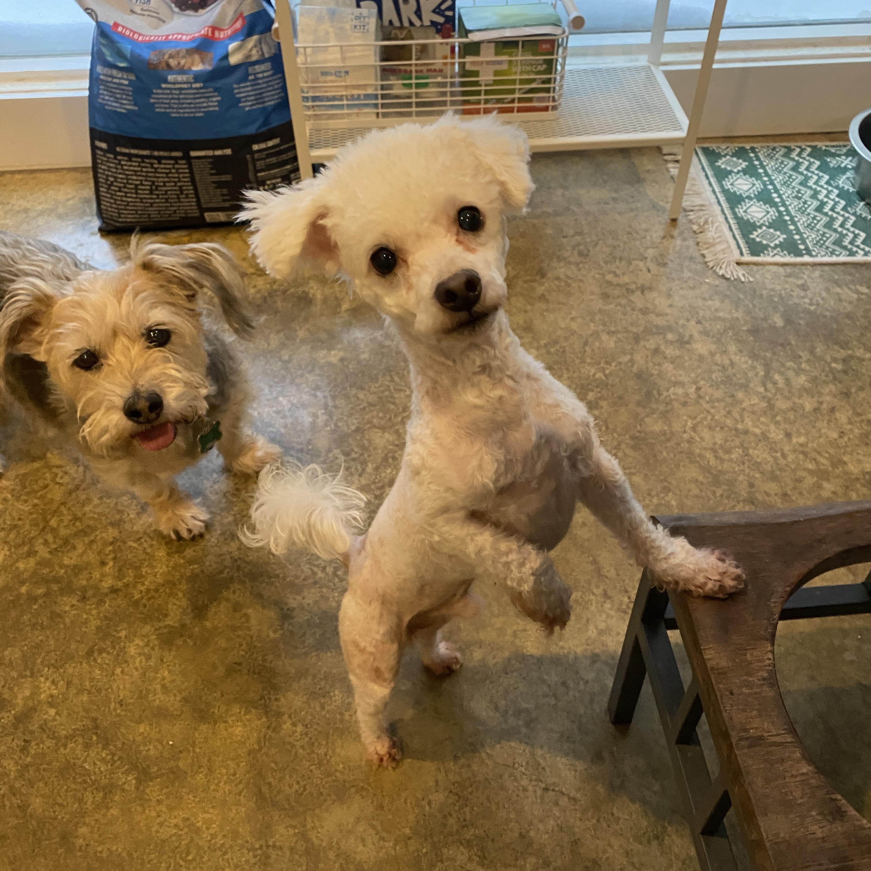 Enlarge Kevin, an adoptable mixed breed in Memphis, TN image 2/5