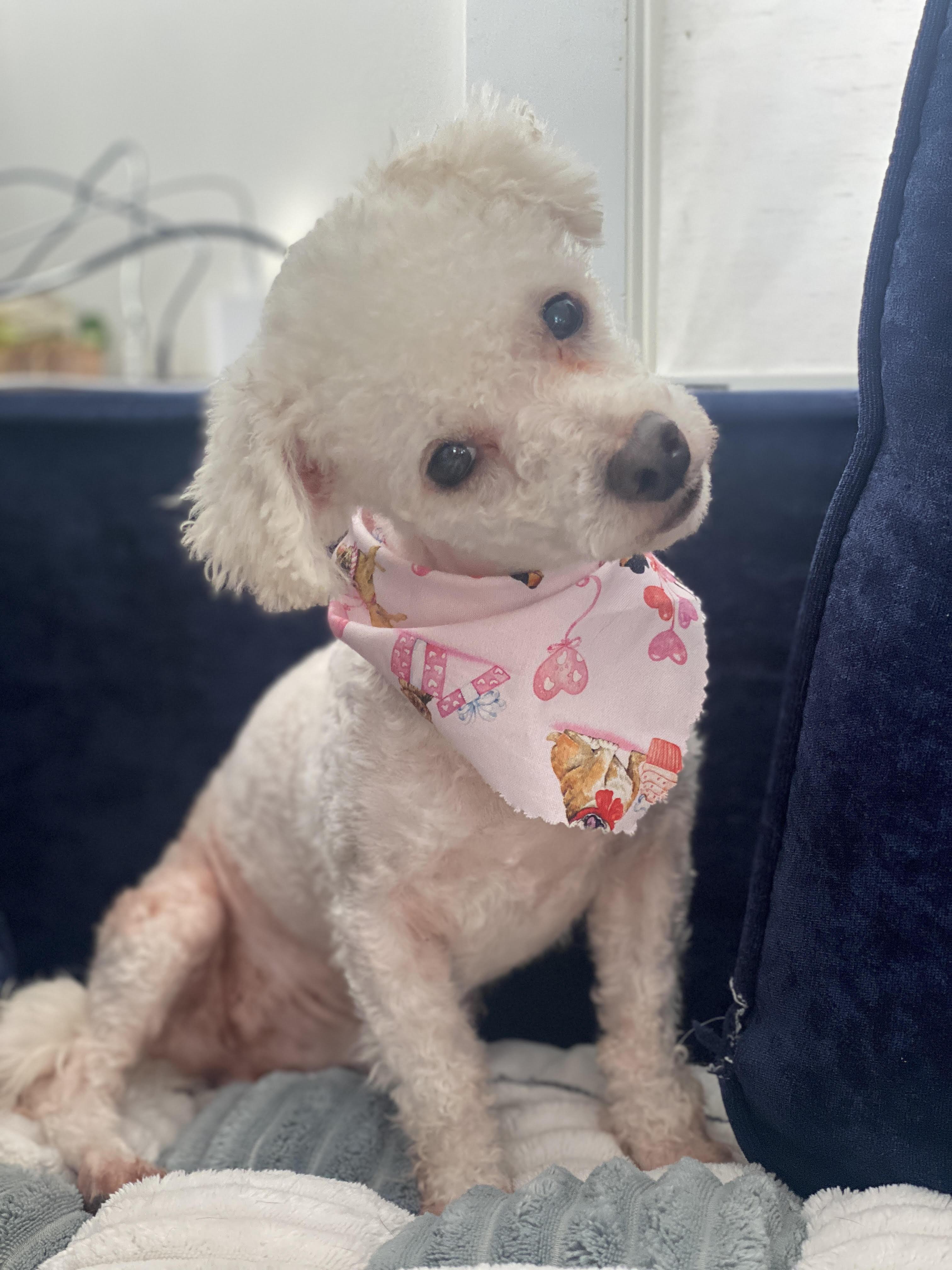 Kevin, adoptable, Adult Male Bichon Frise.