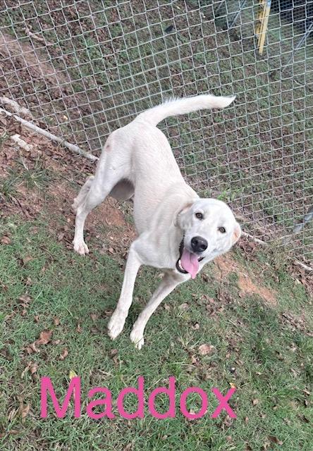 Maddox, Adoptable, Young Female Great Pyrenees & Mixed Breed.
