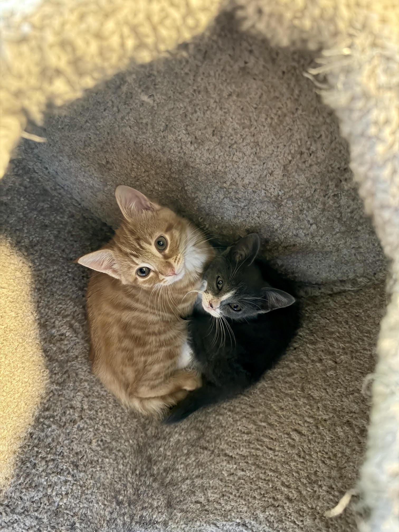 Nova, Adoptable, Kitten Female American Shorthair.