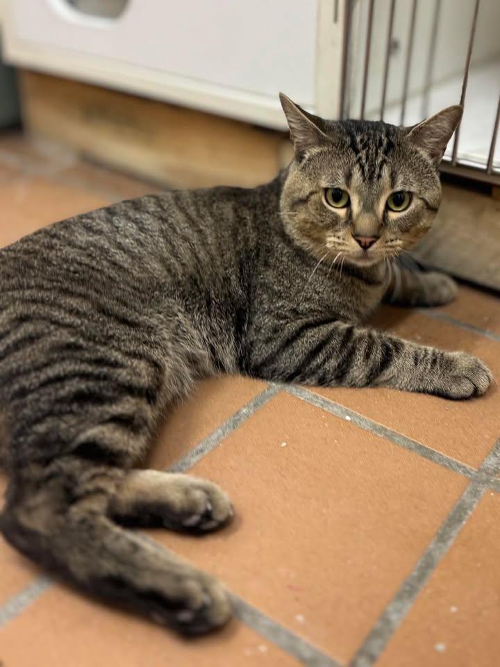 Enlarge Boo-Boo, a Adopted Domestic Short Hair in Stamford, CT image 1/2