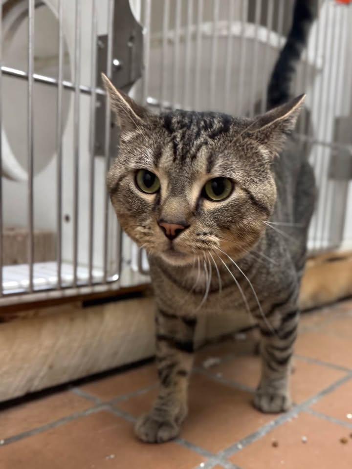 Enlarge Boo-Boo, a Adopted Domestic Short Hair in Stamford, CT image 2/2