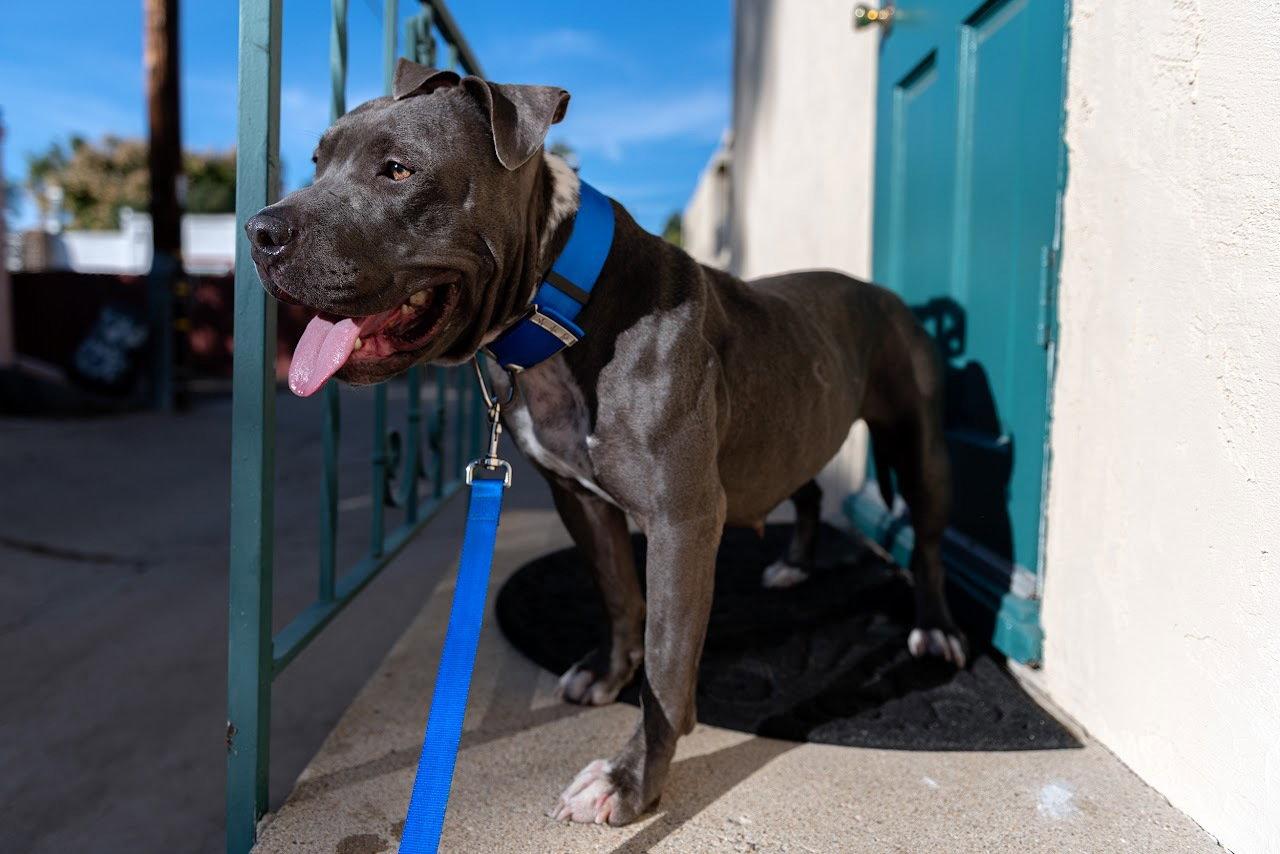 Star, Adoptable, Adult Female Pit Bull Terrier.