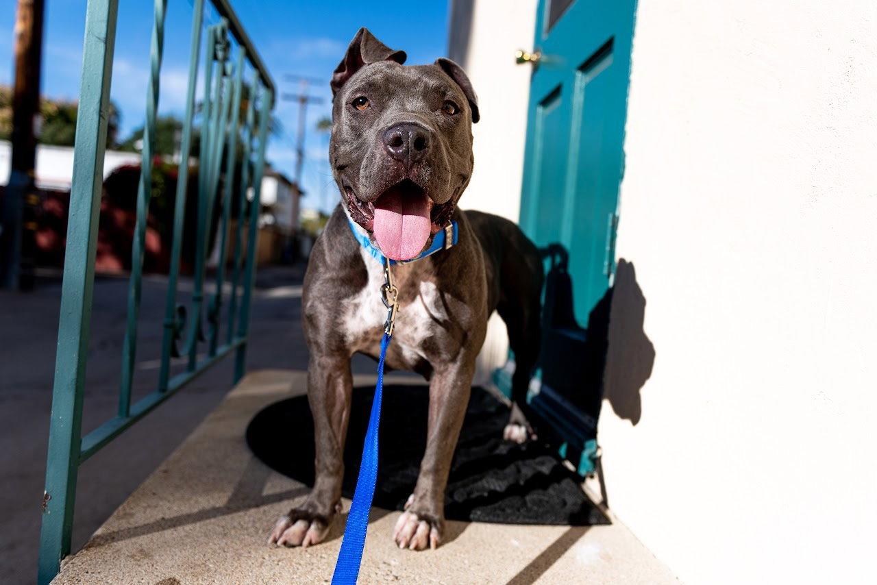 Enlarge Star, a Adoptable Pit Bull Terrier in San Diego, CA image 2/3