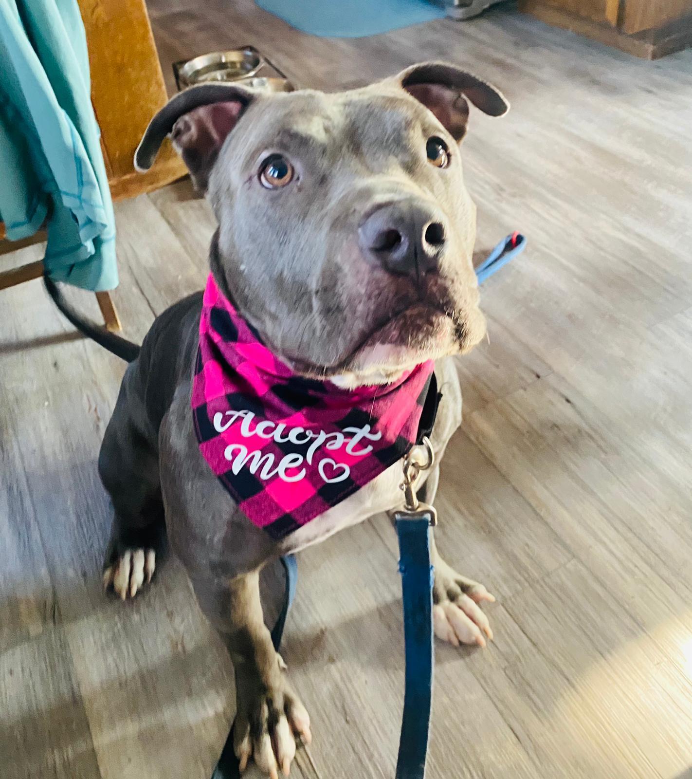 Enlarge Star, a Adoptable Pit Bull Terrier in San Diego, CA image 3/3