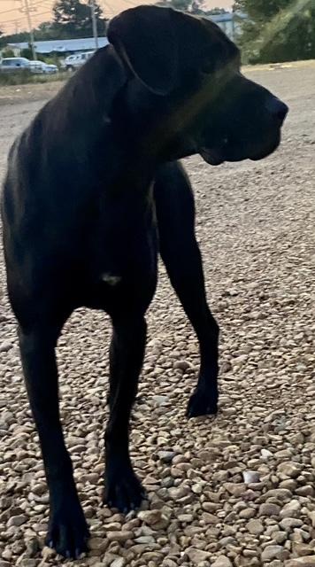 Daddio — thumbnail 4