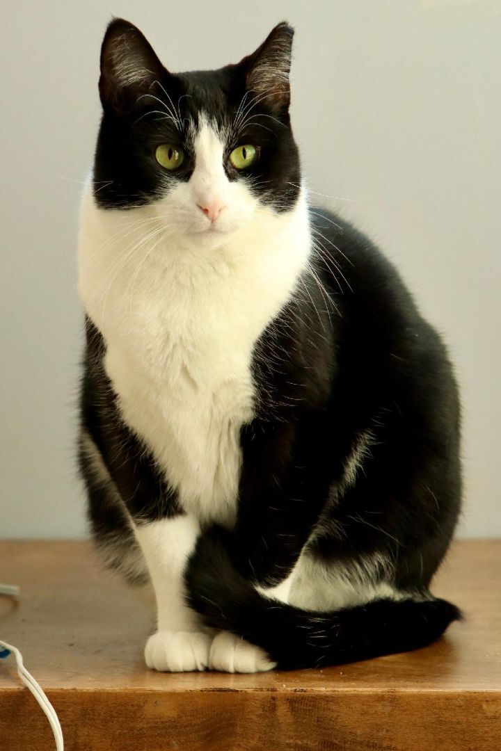 Enlarge Lucy Poe SF (bonded w/ Patty) 0320, a Adoptable Domestic Short Hair in West Bloomfield, MI image 9/12