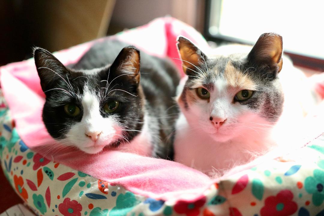 Enlarge Lucy Poe SF (bonded w/ Patty) 0320, a Adoptable Domestic Short Hair in West Bloomfield, MI image 10/12