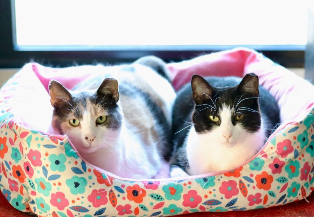 Lucy Poe SF (bonded w/ Patty) 0320, a Adoptable Domestic Short Hair in West Bloomfield, MI image 1/12