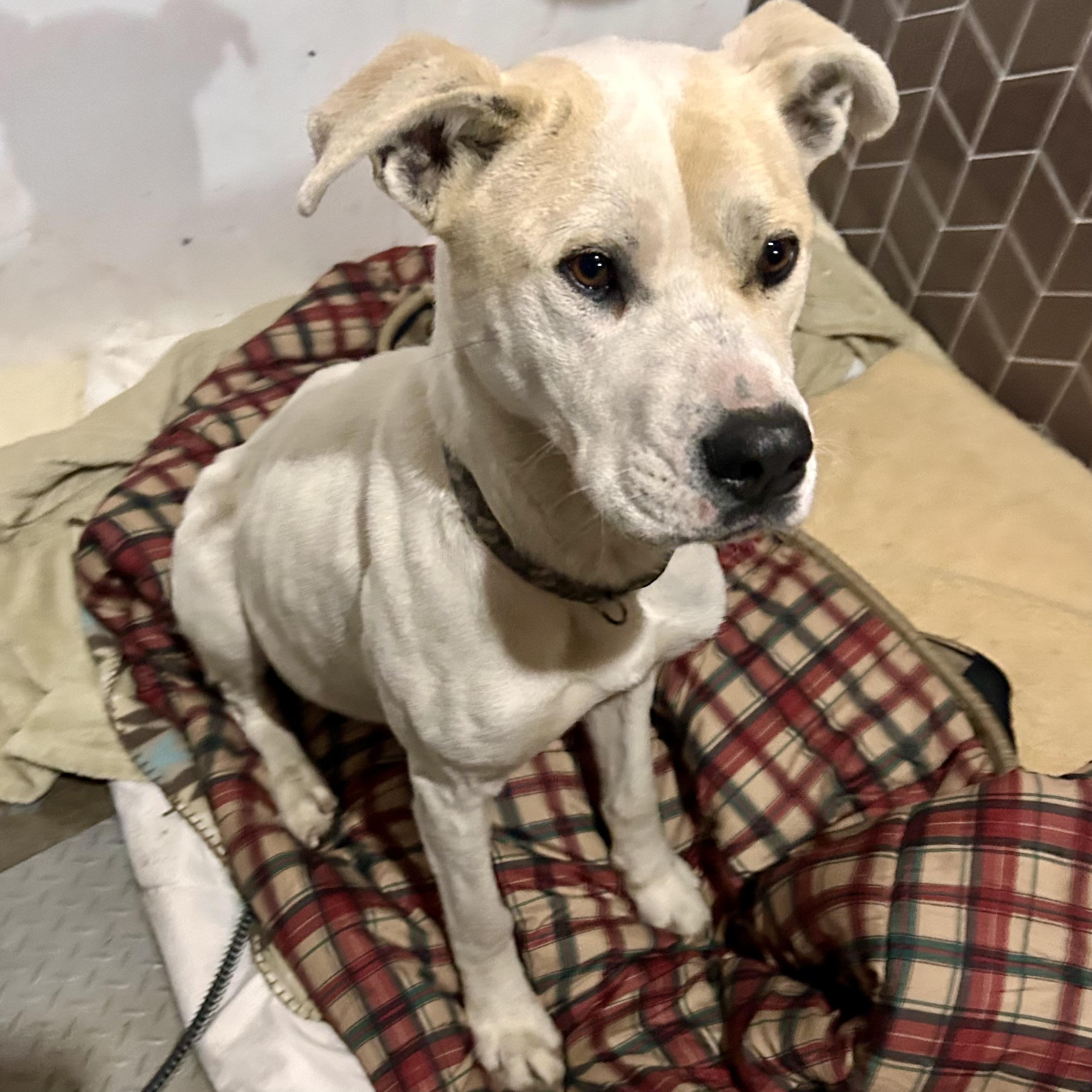 Enlarge Vanilla, a Adoptable mixed breed in Edmonton, AB image 1/5