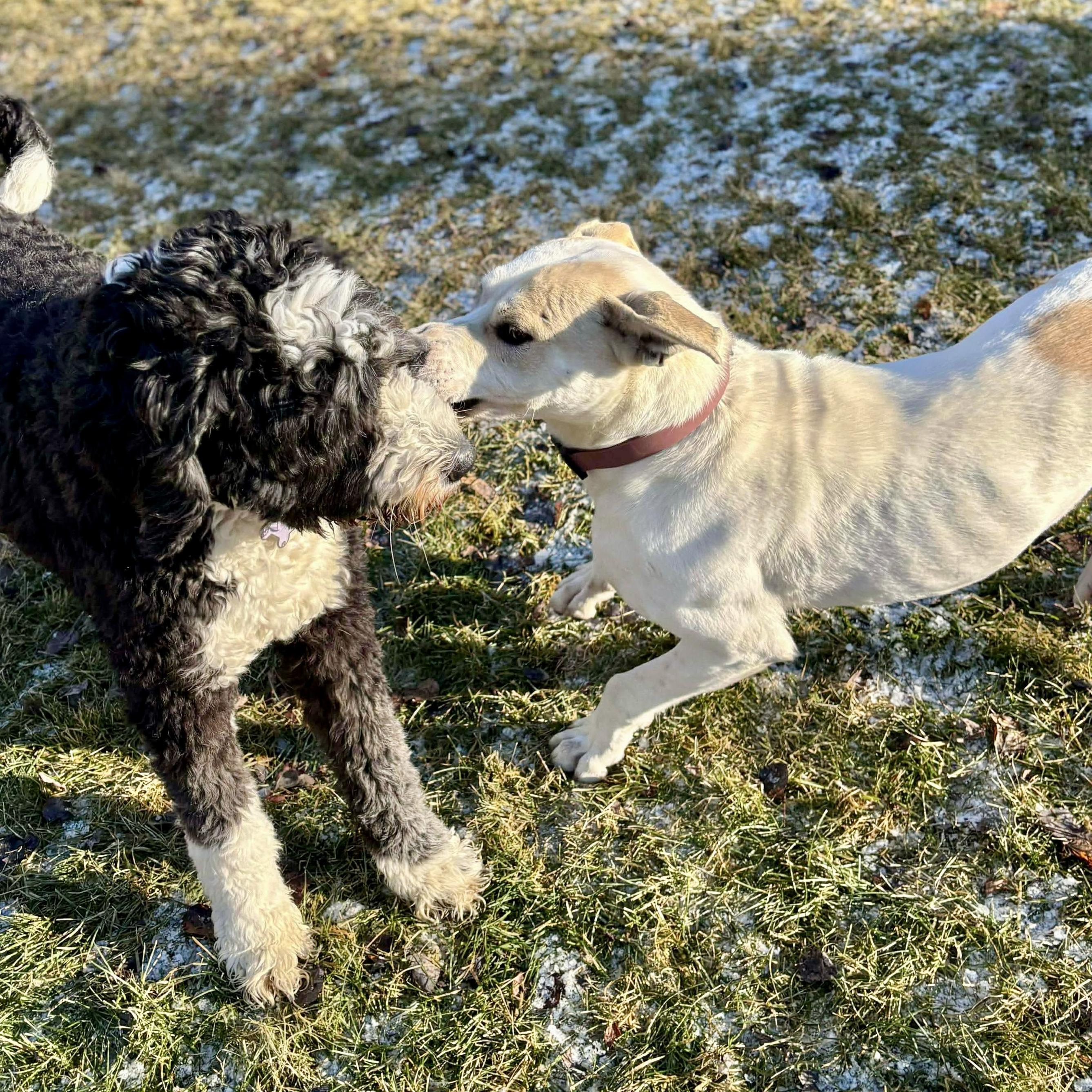 Enlarge Vanilla, a Adoptable mixed breed in Edmonton, AB image 3/5