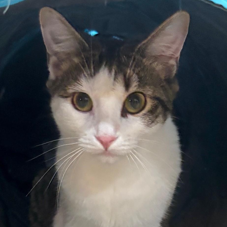 Beignet, Adoptable, Young Female Domestic Short Hair.