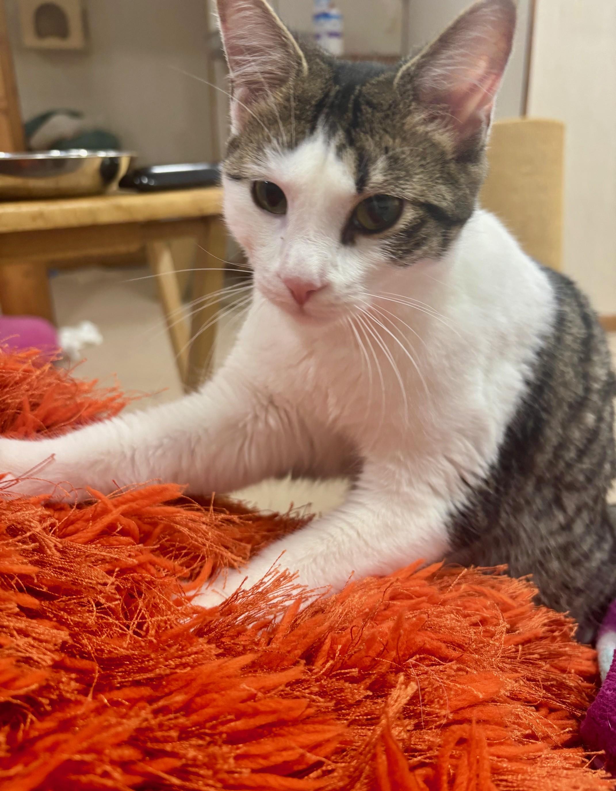 Enlarge Beignet, a Adoptable Domestic Short Hair in Dover, DE image 3/3