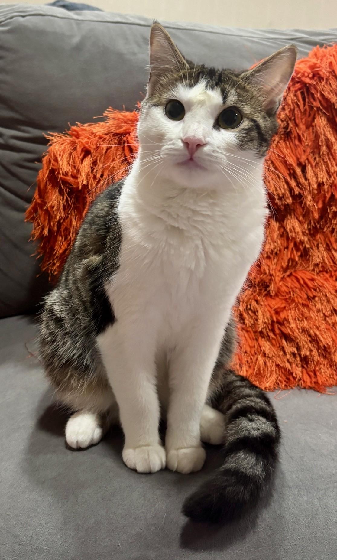 Enlarge Beignet, a Adoptable Domestic Short Hair in Dover, DE image 2/3