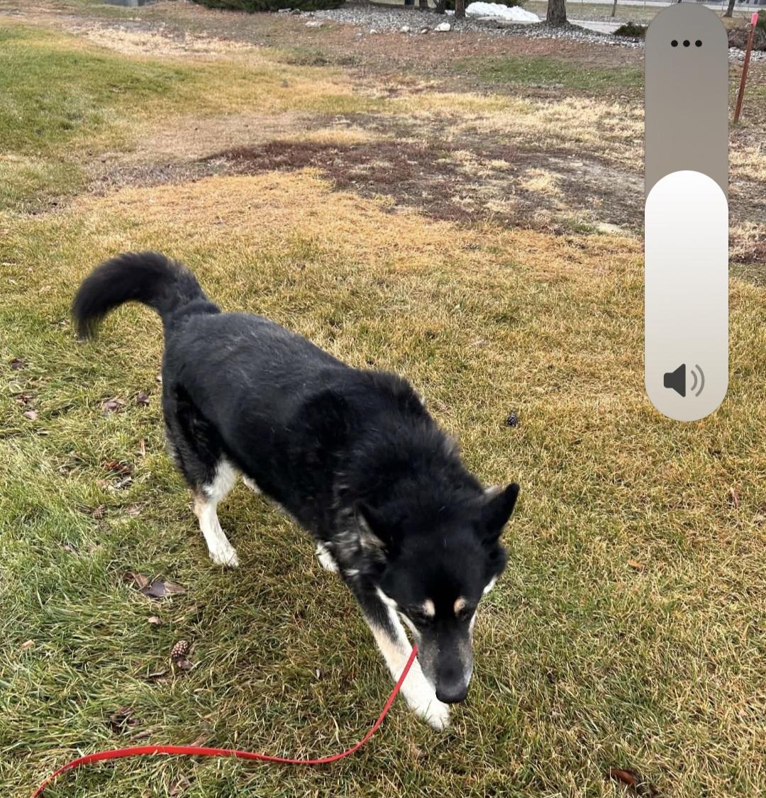 Enlarge Rebal, a Adoptable mixed breed in Billings, MT image 4/5