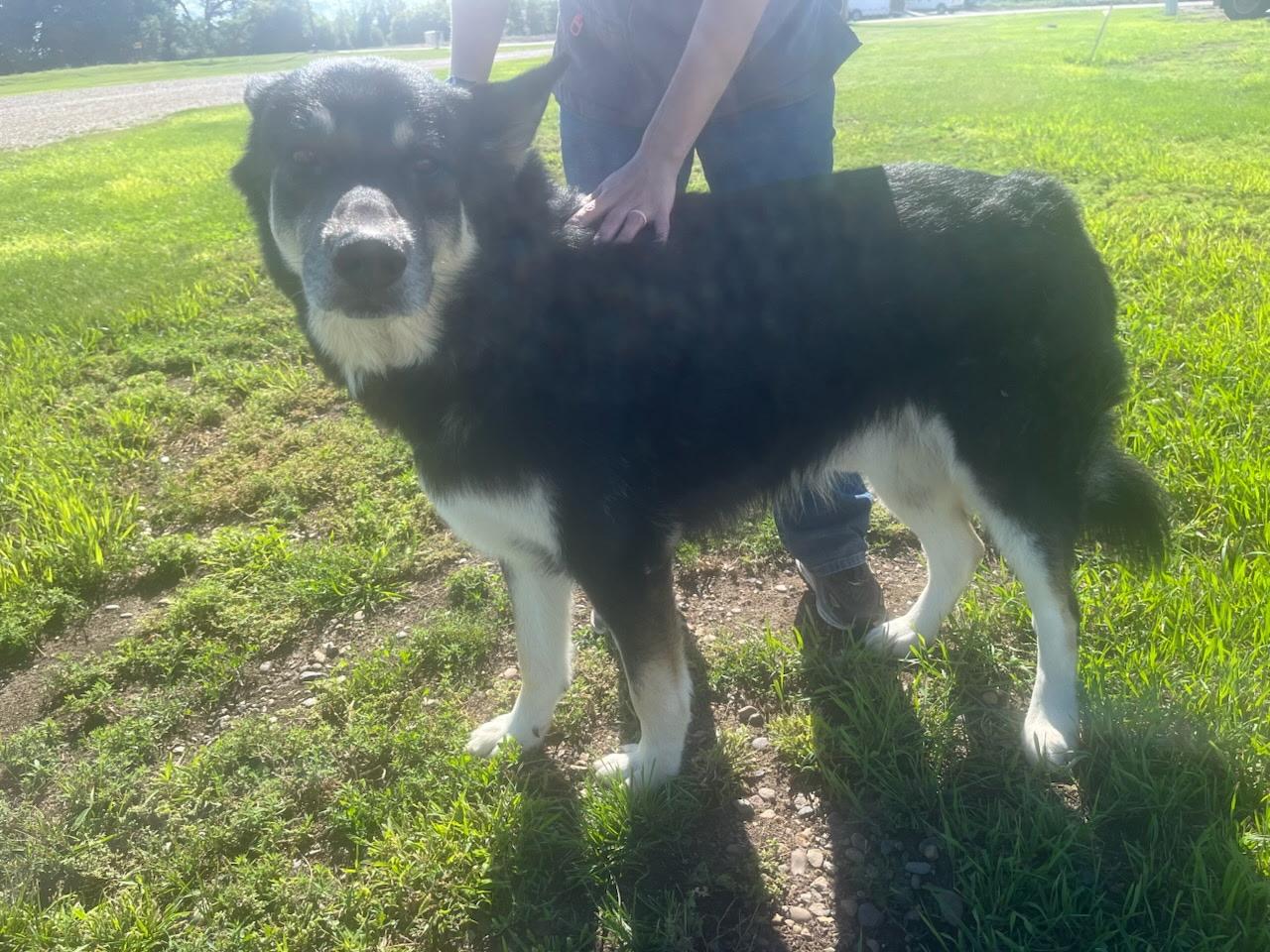 Rebal, Adoptable, Senior Male German Shepherd Dog & Husky.