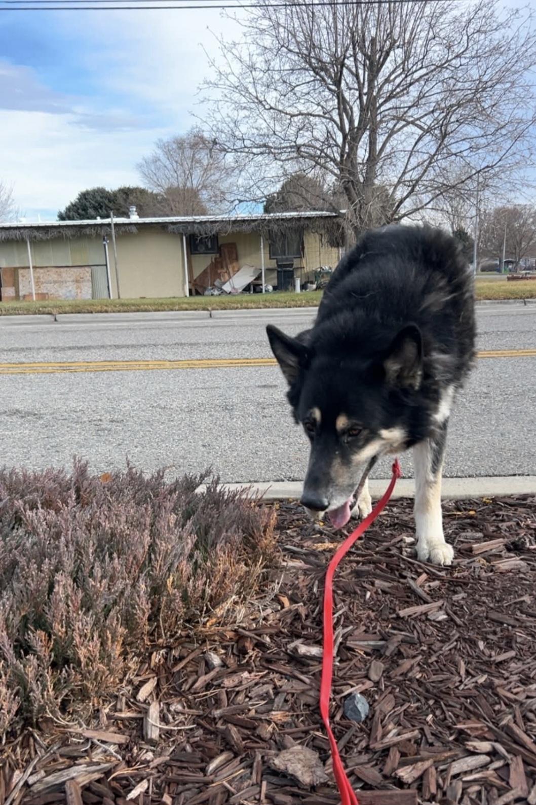 Enlarge Rebal, a Adoptable mixed breed in Billings, MT image 3/5