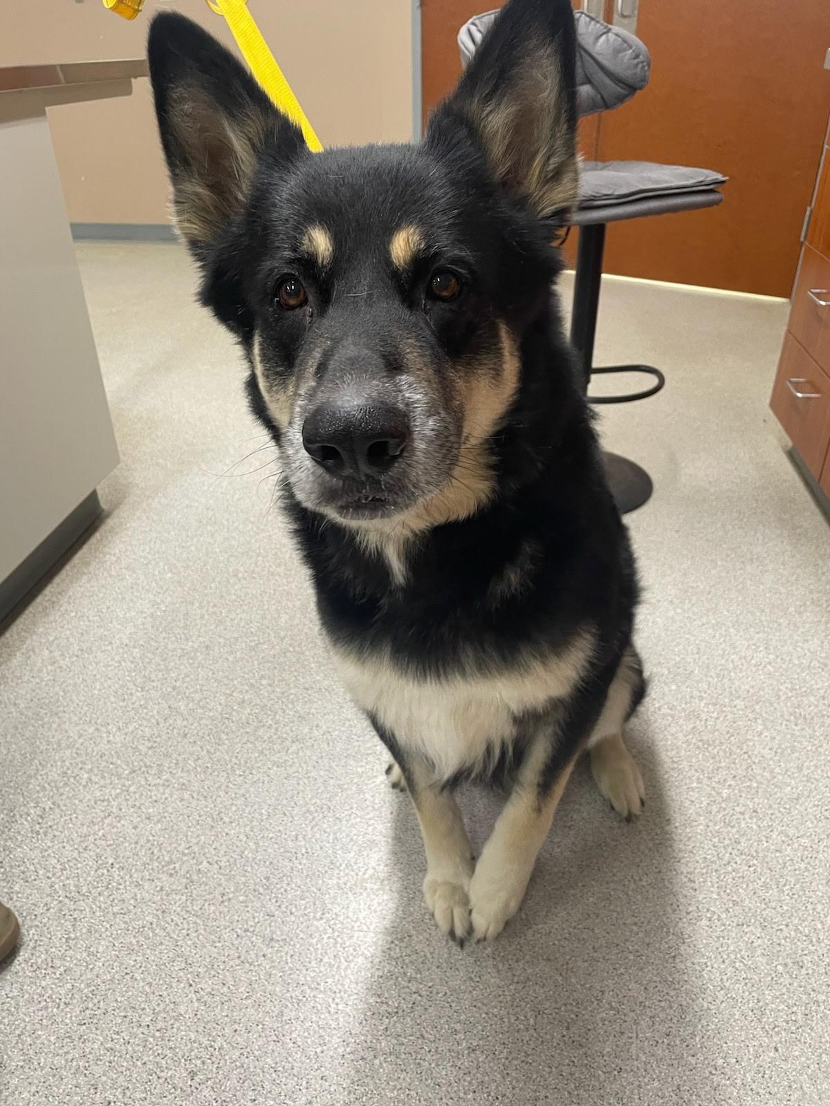 Rebal, Adoptable, Senior Male German Shepherd Dog & Husky.