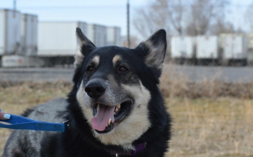 Enlarge Rebal, a Adoptable mixed breed in Billings, MT image 6/6