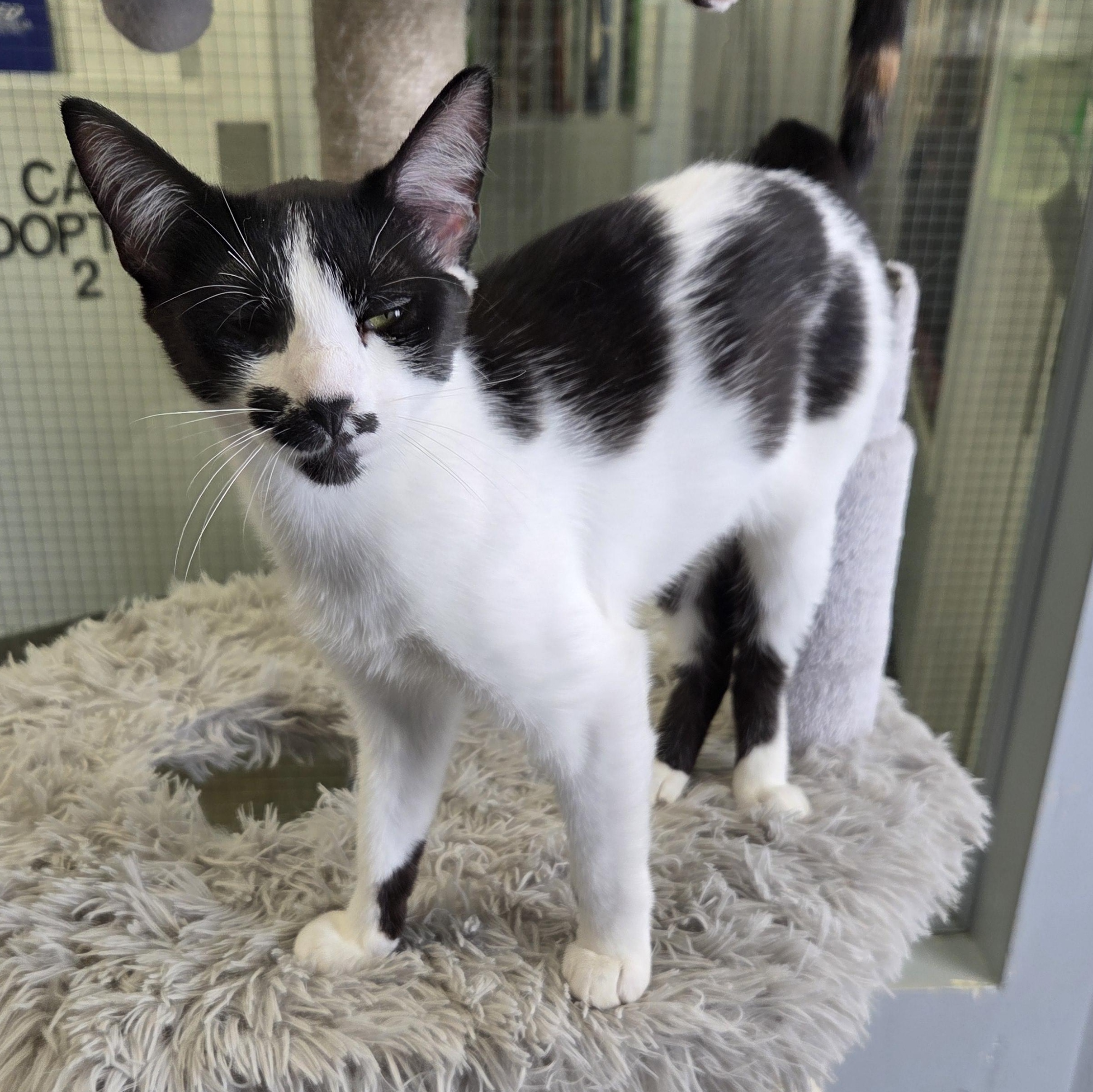 Enlarge Chrissy, a ADOPTABLE Domestic Short Hair in Brooks, AB image 2/2