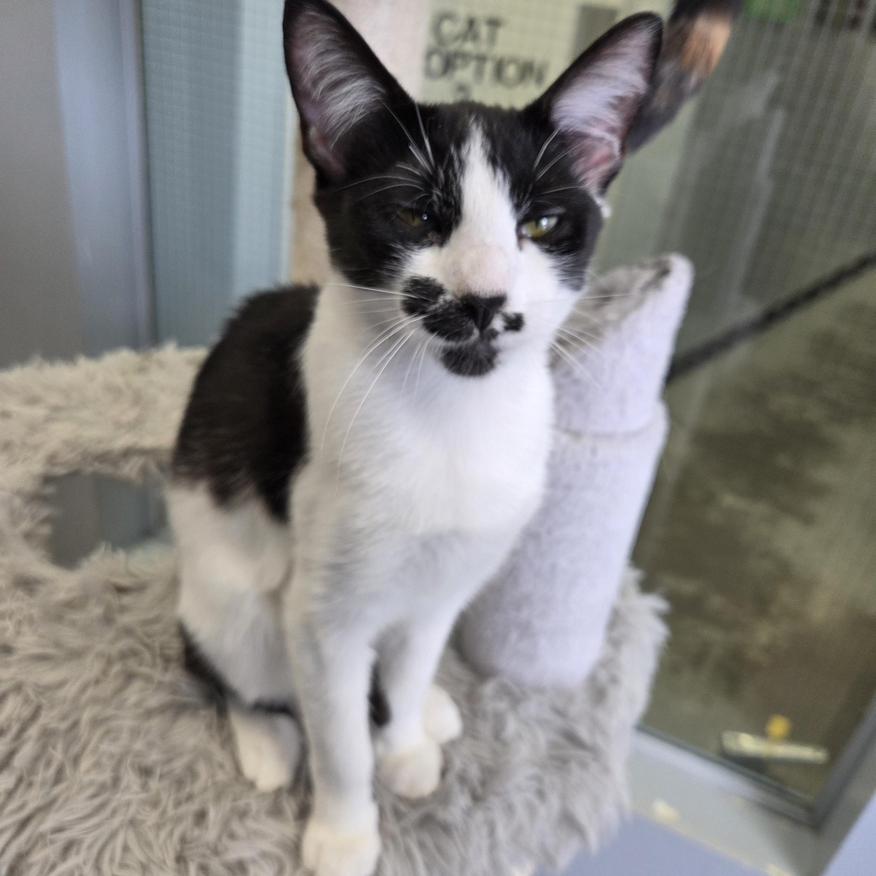 Chrissy, ADOPTABLE, Adult Female Domestic Short Hair.