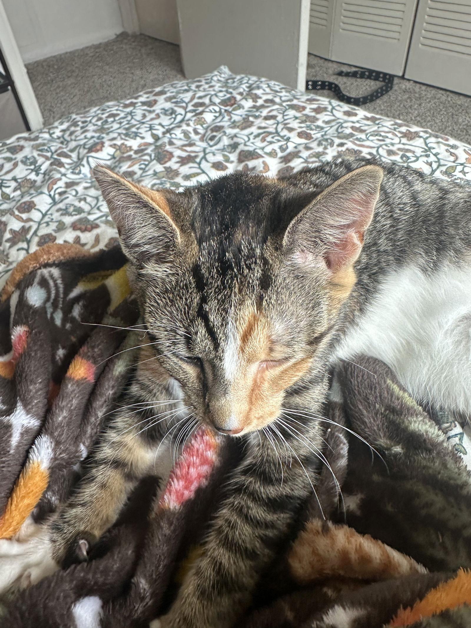 Cali & Sunny, Adoptable, Young Female Calico.