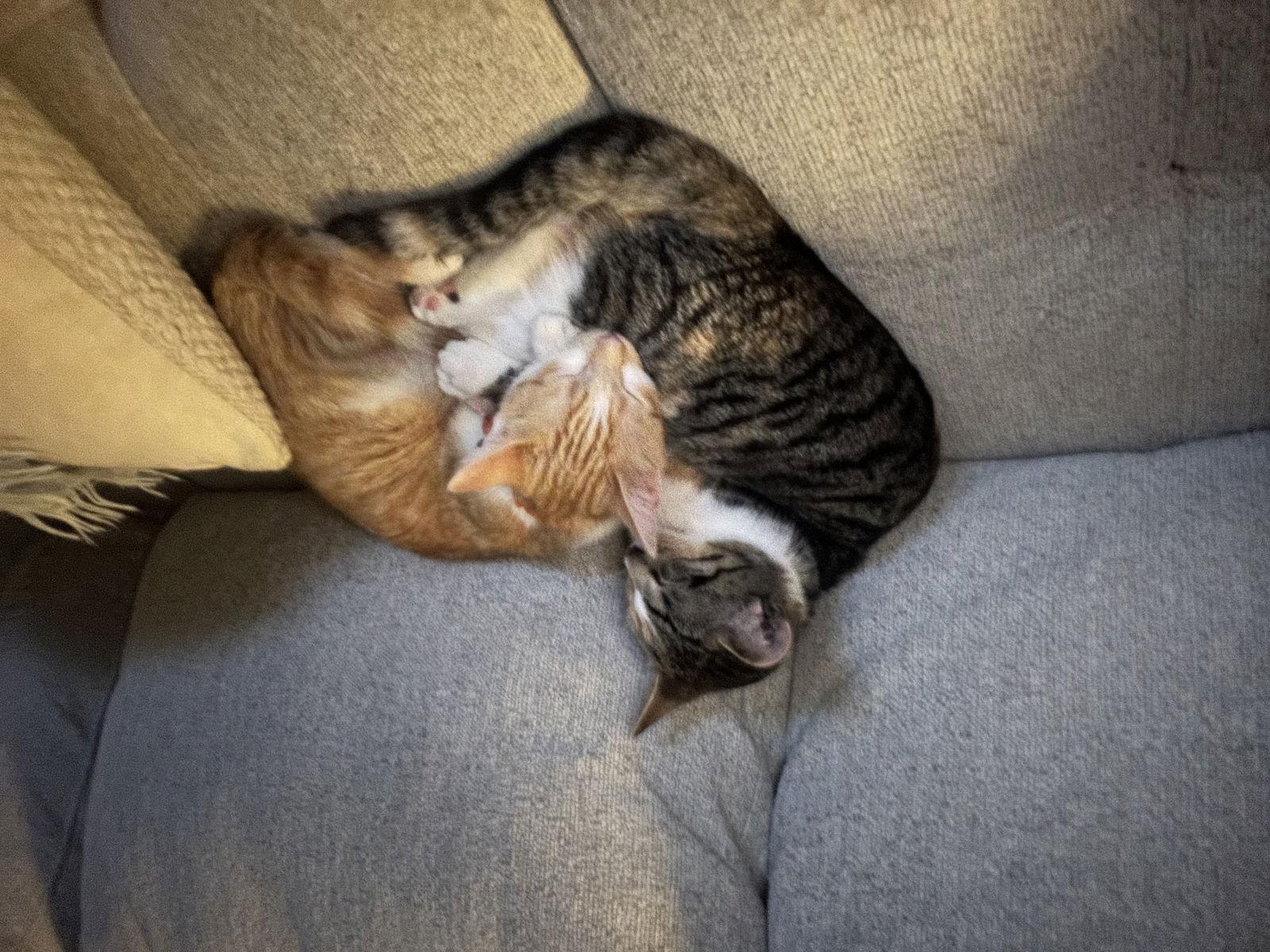 Cali & Sunny, a Adoptable Calico in Baltimore, MD image 2/2