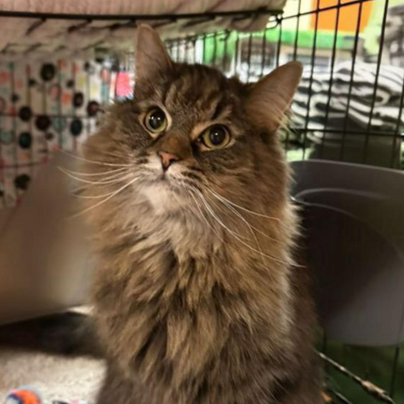 Kira, Adoptable, Young Female Domestic Long Hair.