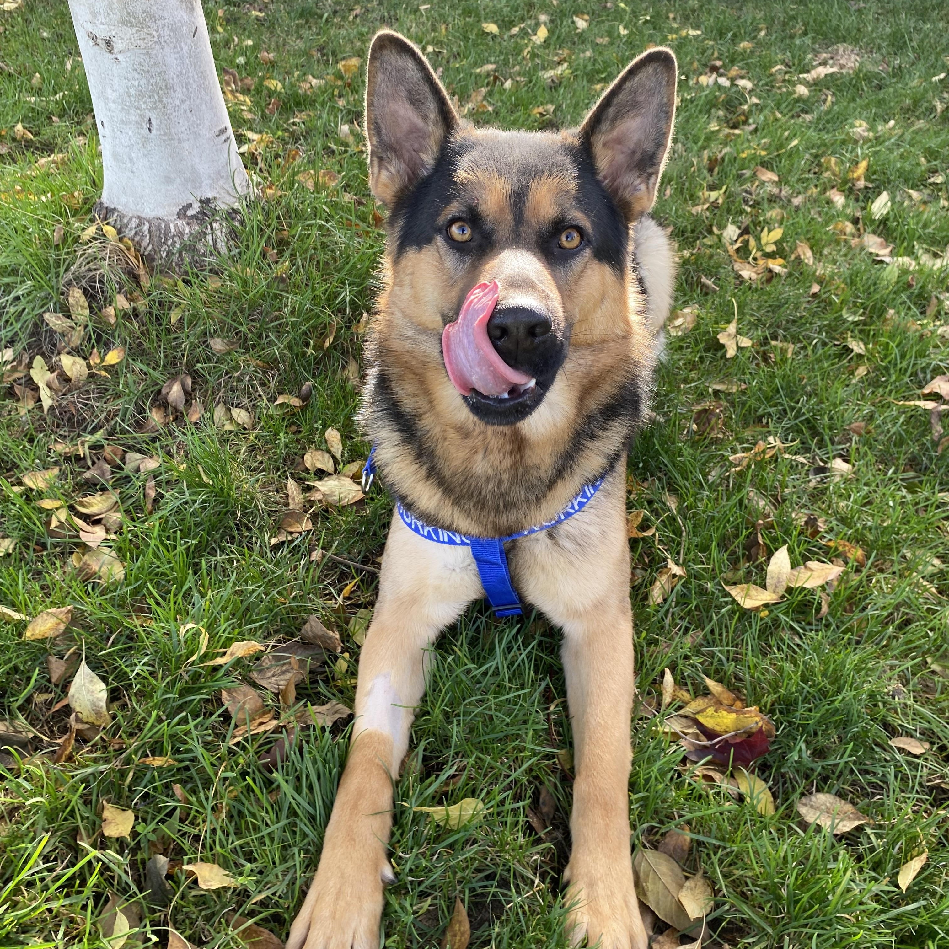 Enlarge Logan - ADOPTABLE!, an adopted German Shepherd Dog in Chilliwack, BC image 4/5