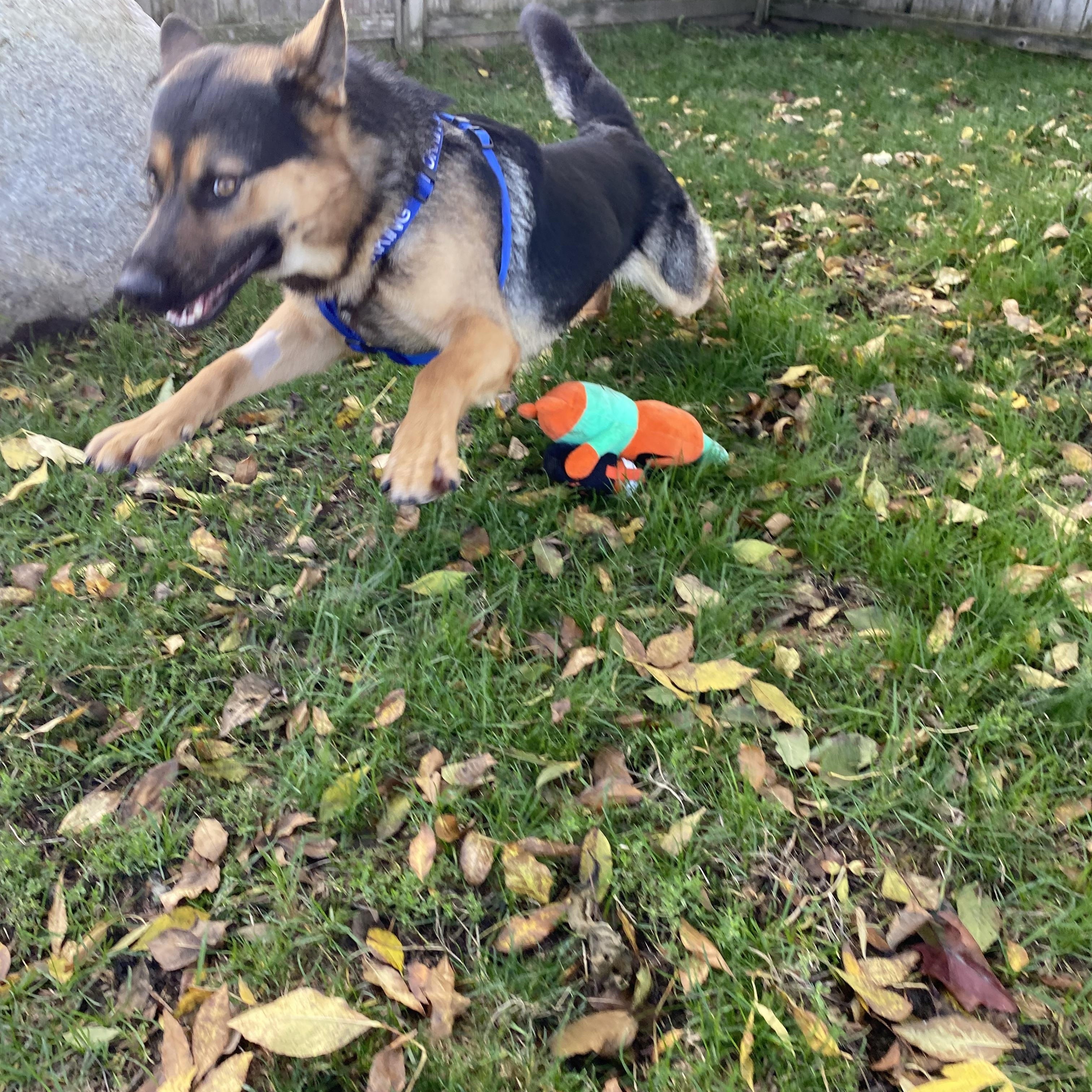 Enlarge Logan - ADOPTABLE!, an adopted German Shepherd Dog in Chilliwack, BC image 3/5