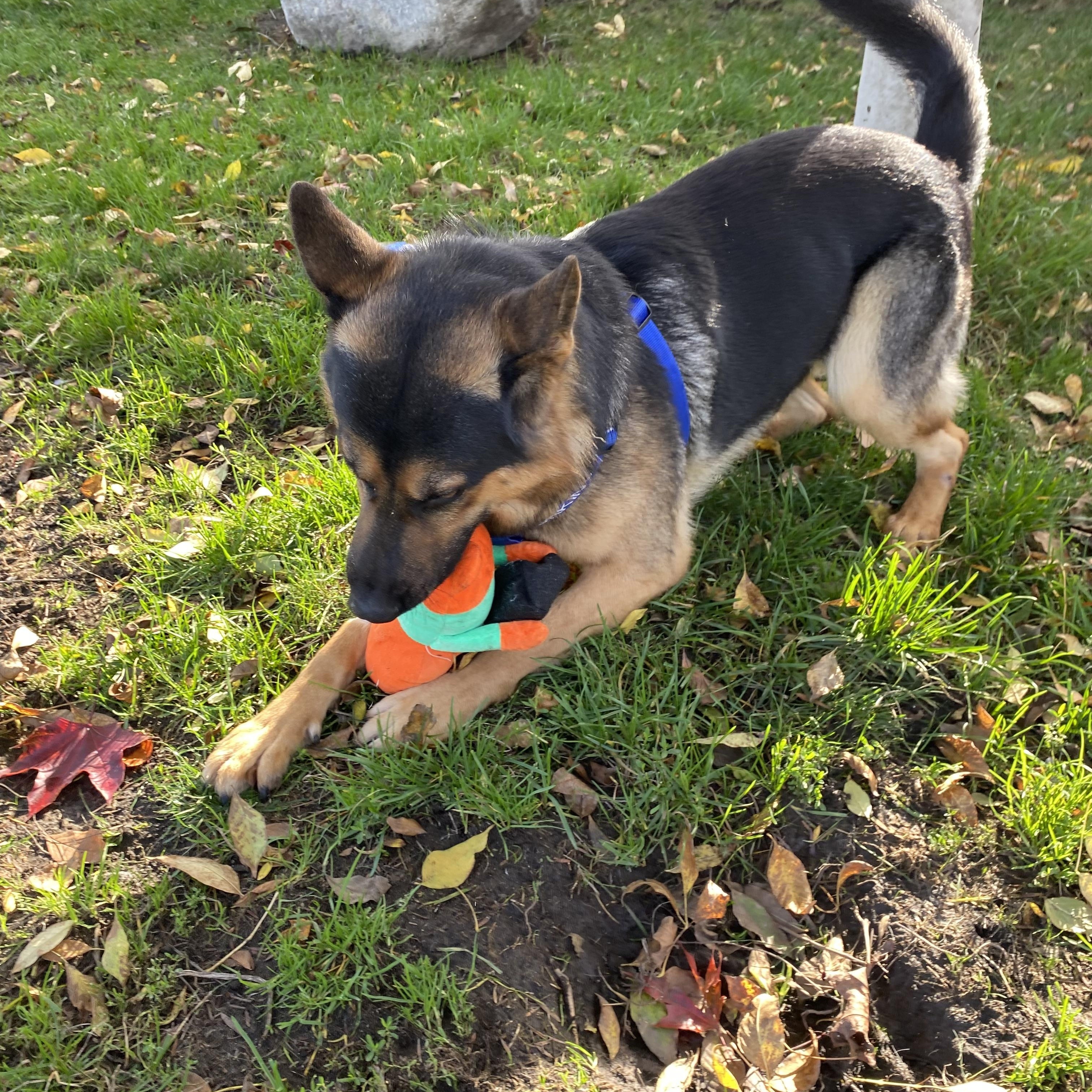 Enlarge Logan - ADOPTABLE!, an adopted German Shepherd Dog in Chilliwack, BC image 5/5