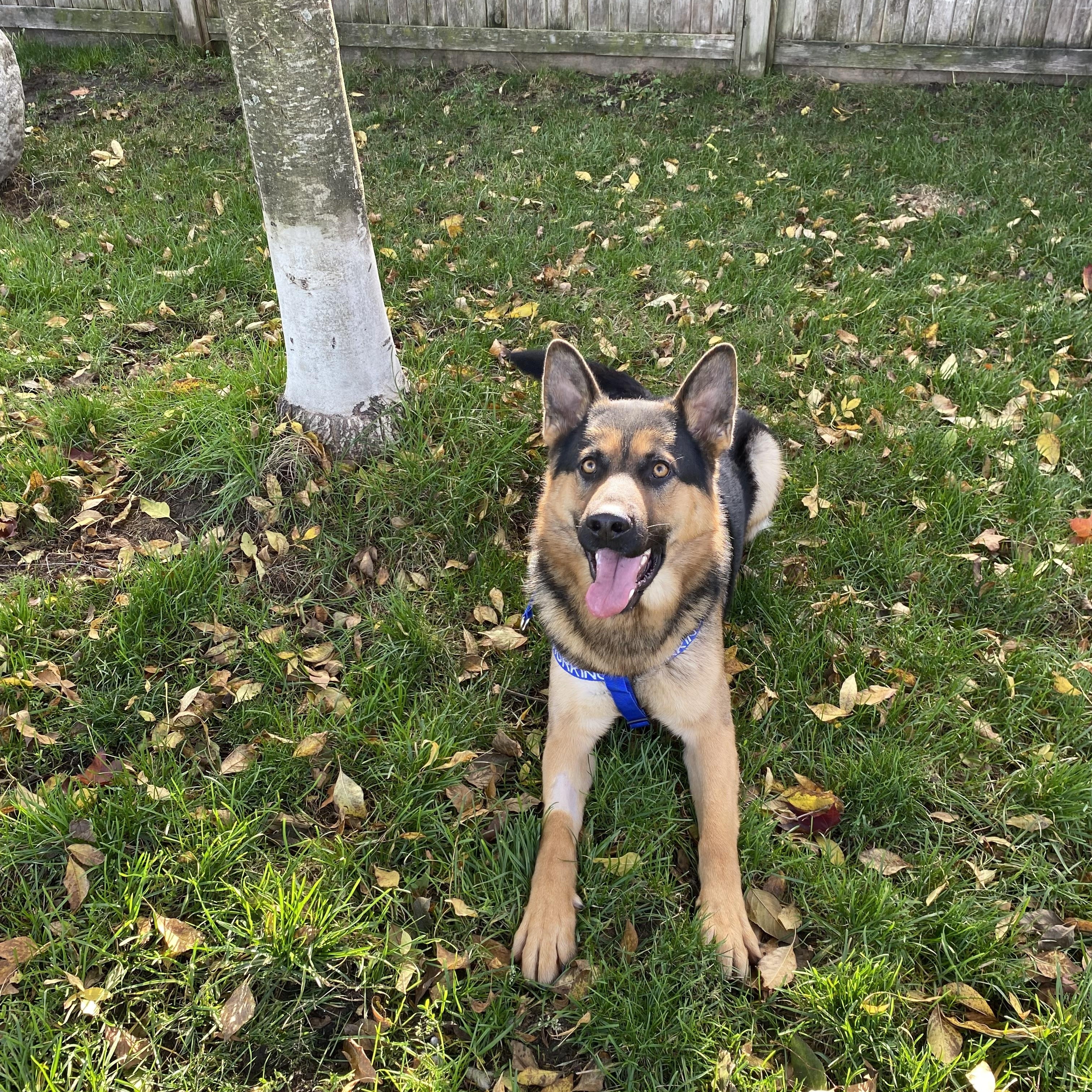 Enlarge Logan - ADOPTABLE!, an adopted German Shepherd Dog in Chilliwack, BC image 2/5