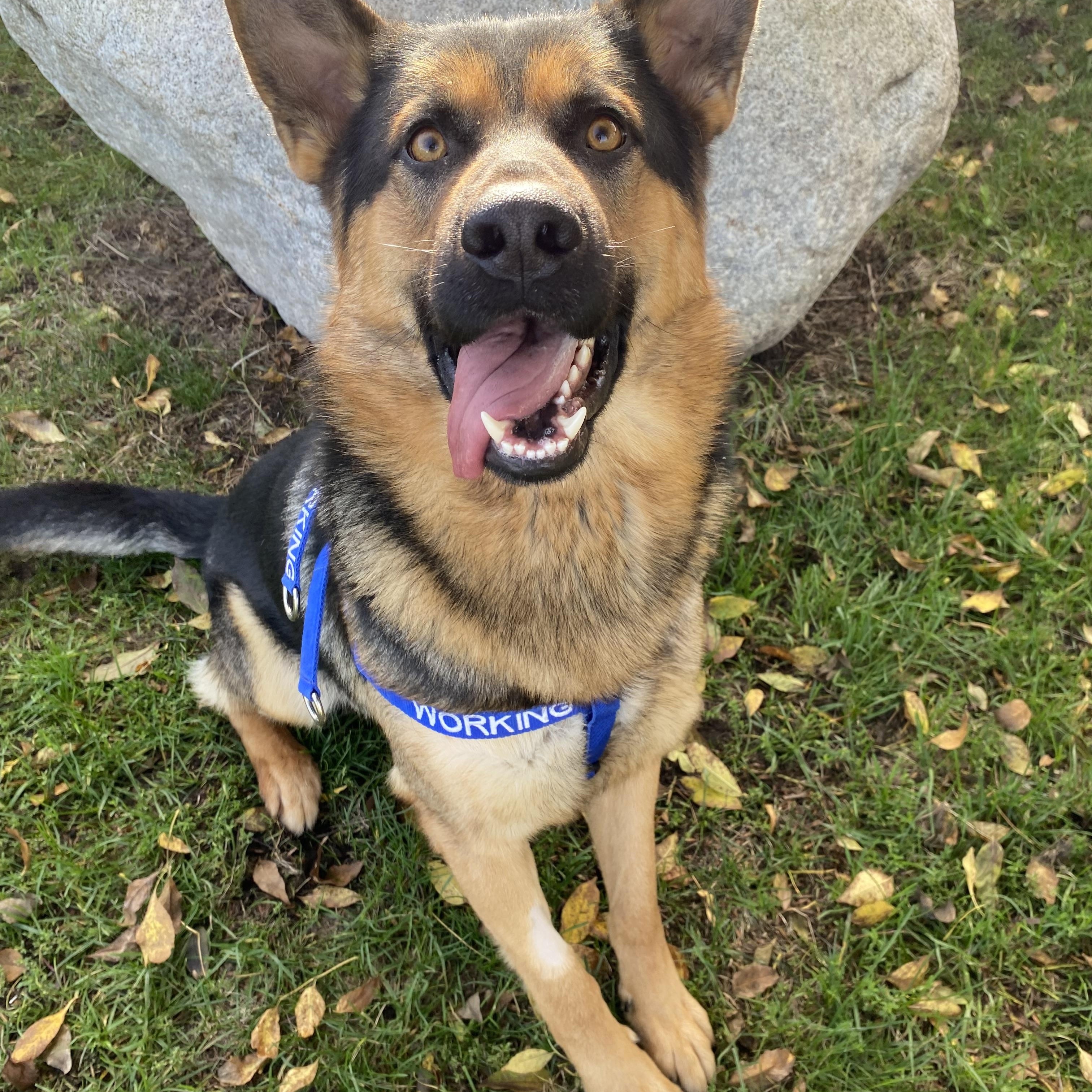 Logan - ADOPTABLE!, adopted, Adult Male German Shepherd Dog.