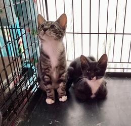 Lavender, Adoptable, Young Female Domestic Short Hair.
