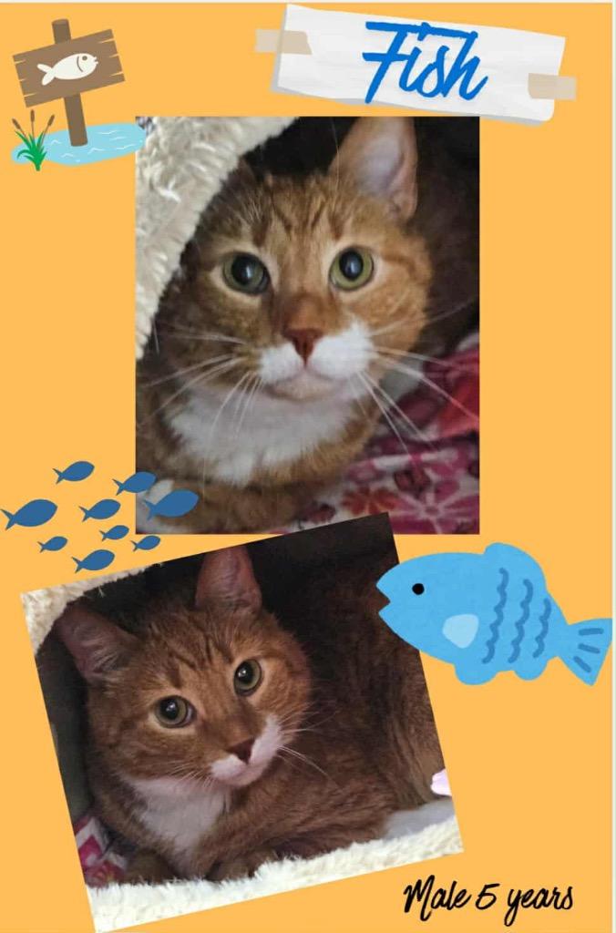 Enlarge Fish, a Adoptable mixed breed in Blountville, TN image 1/2