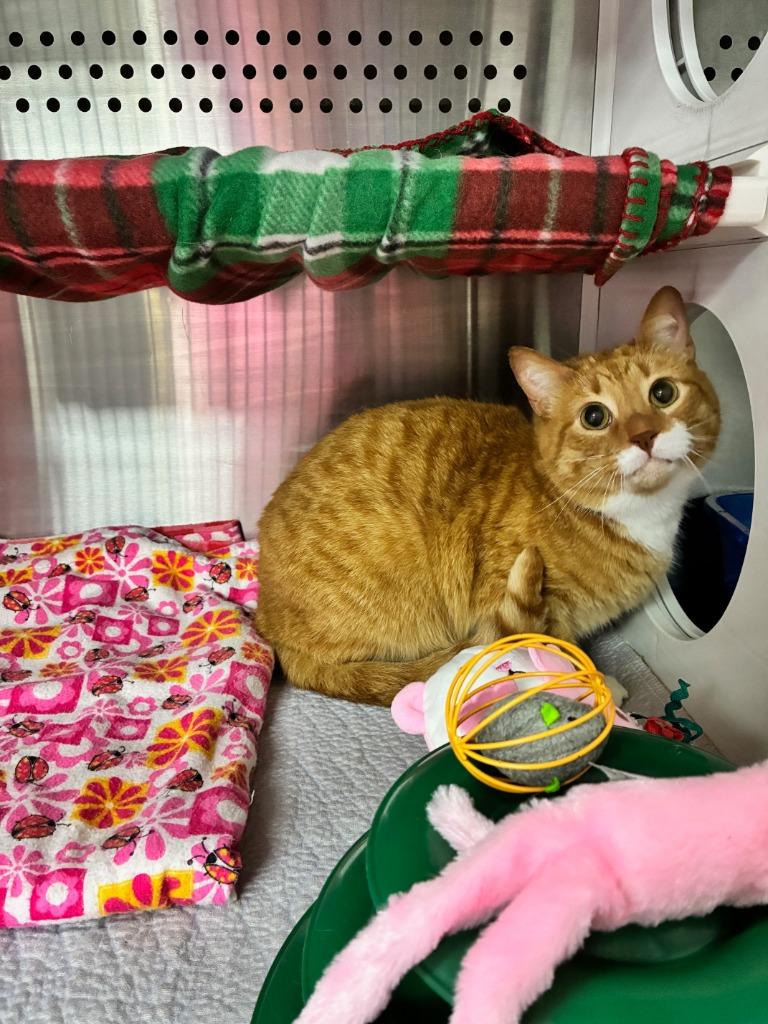 Enlarge Fish, a Adoptable mixed breed in Blountville, TN image 2/2