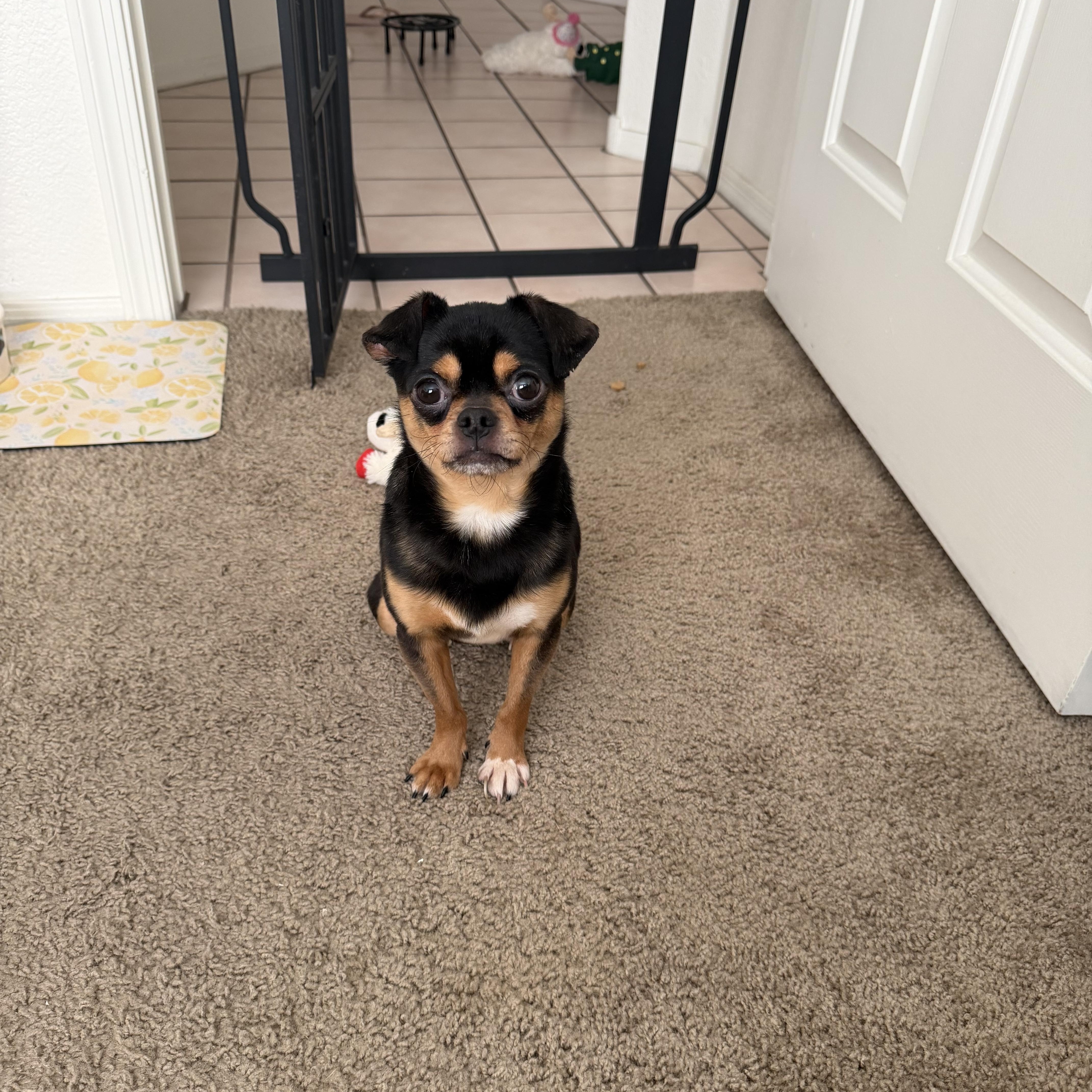 Enlarge Chippy, a ADOPTABLE mixed breed in Mesa, AZ image 2/3