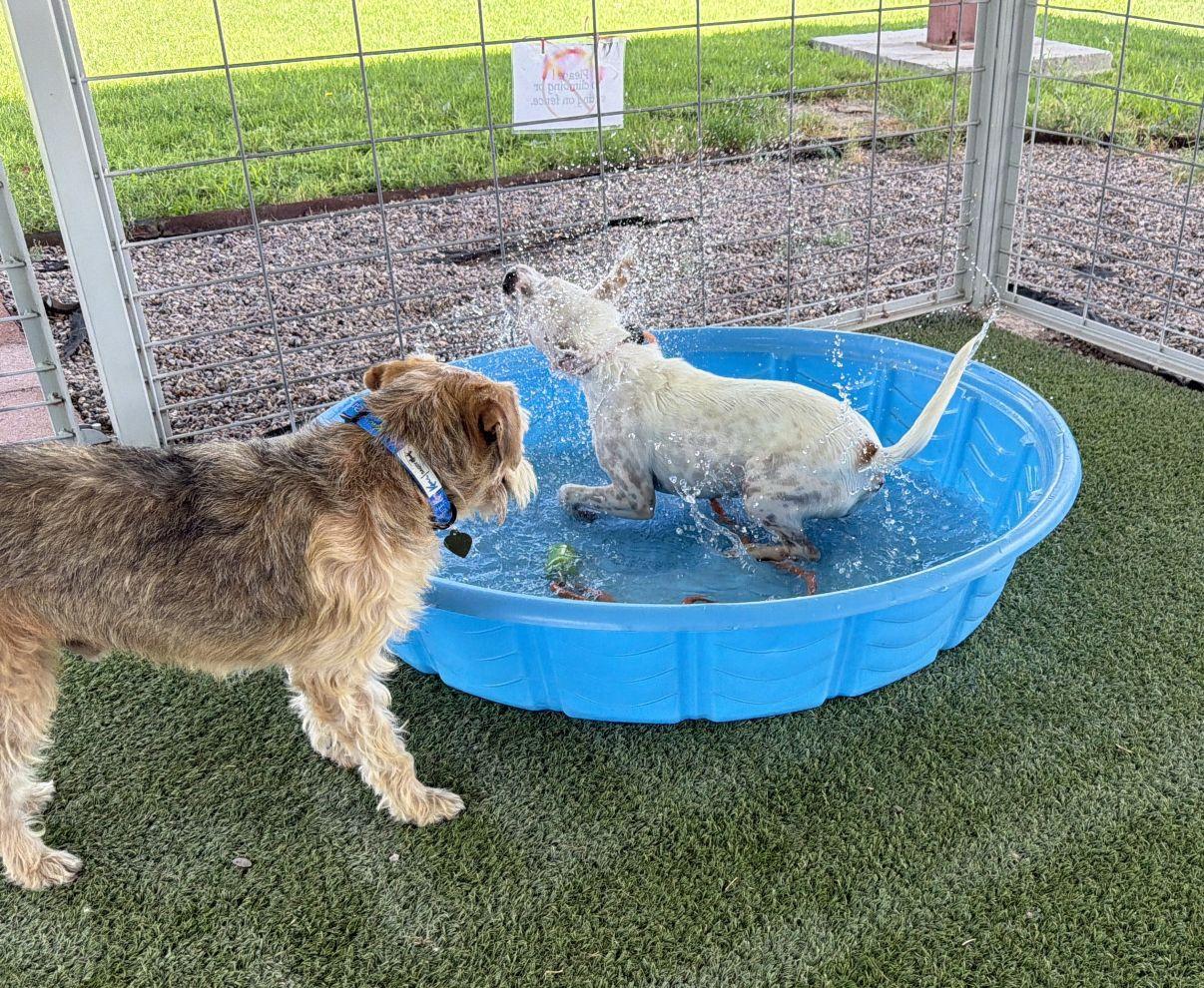 Ken, an adopted mixed breed in El Paso, TX image 6/6