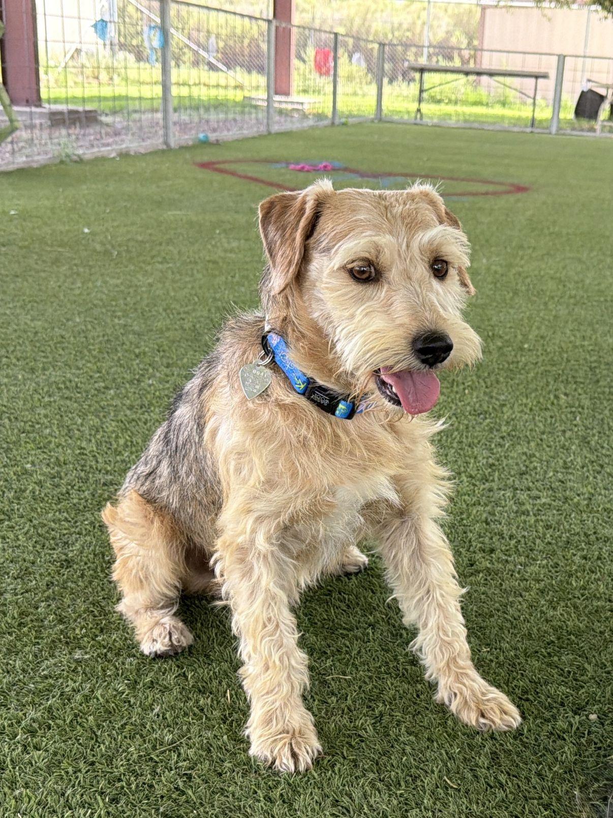 Ken, an adopted mixed breed in El Paso, TX image 4/6