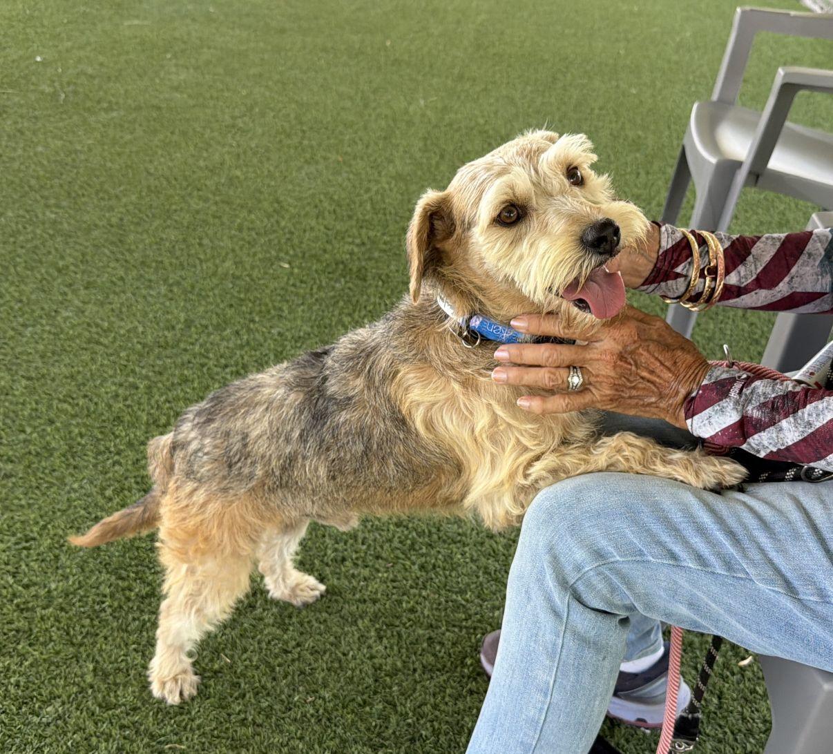 Ken, an adopted mixed breed in El Paso, TX image 1/6