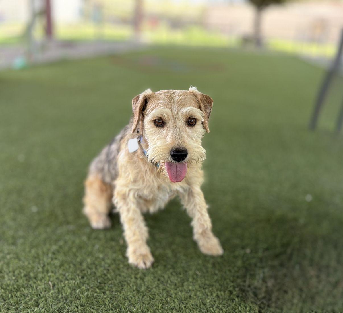 Ken, an adopted mixed breed in El Paso, TX image 2/6