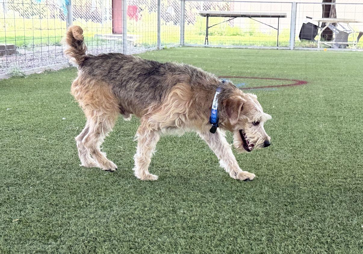 Ken, an adopted mixed breed in El Paso, TX image 5/6