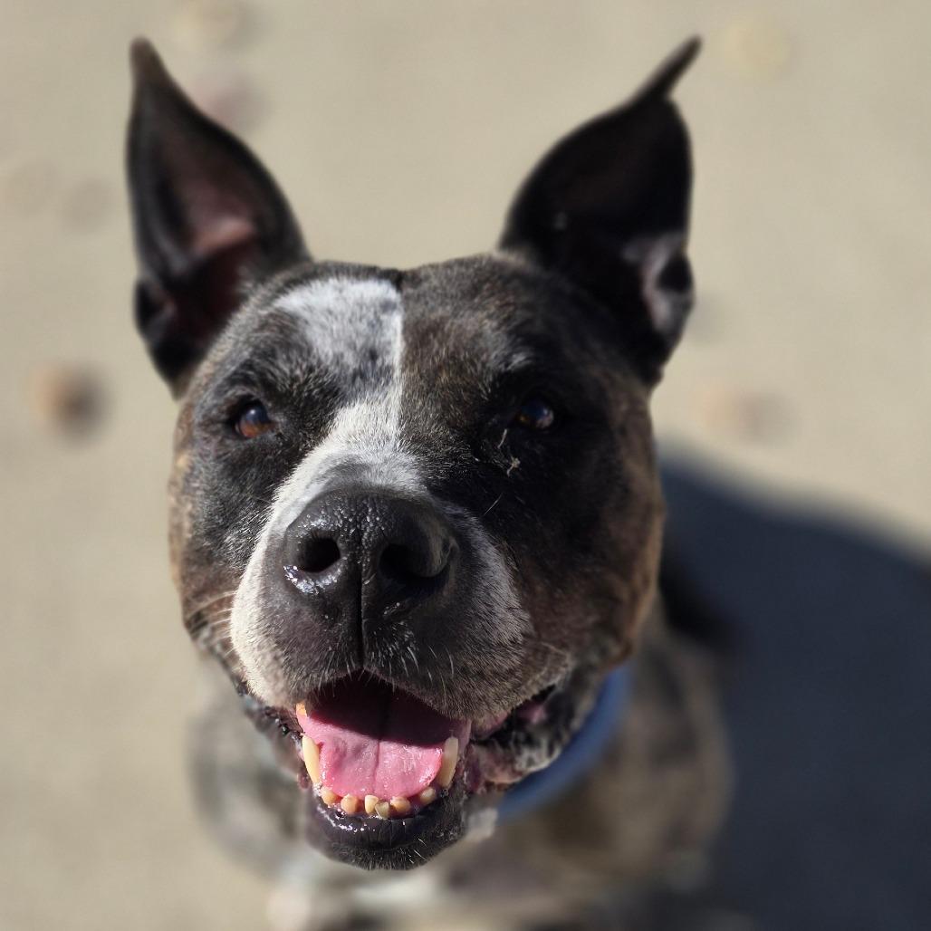 Winnie, Adoptable, Adult Female Pit Bull Terrier.