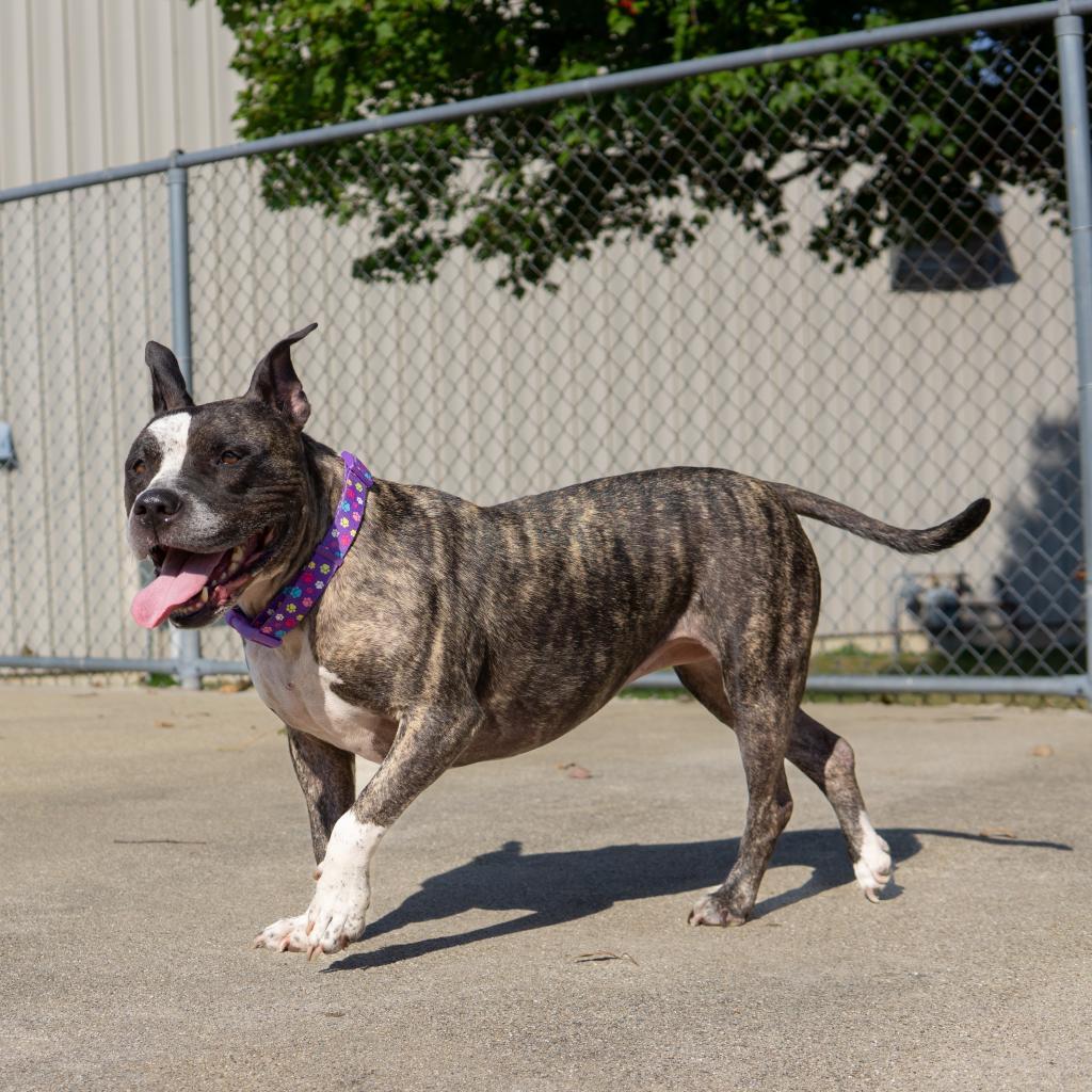 Winnie, a Adoptable Pit Bull Terrier in Dixon, IL image 1/2