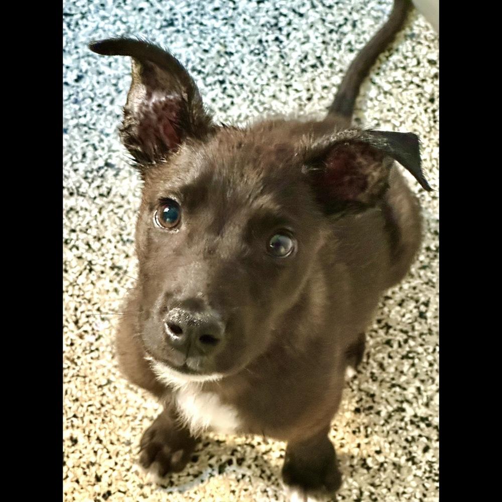 Percy, Adoptable, Puppy Male Mixed Breed.